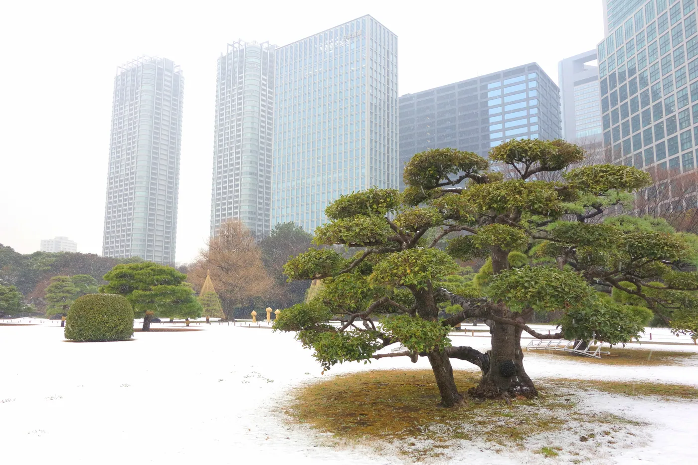 A pine tree and a snow-covered lawn at Hama-rikyu Gardens, with Tokyo office buildings behind.